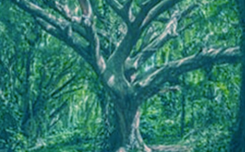 �������Ĺ��¡�˵�θ�