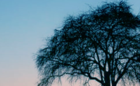 《小草和大树》读后感