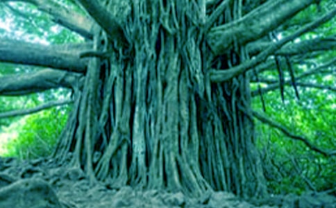 С�ݺʹ����Ľ�ѧ��˼