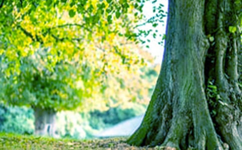 小班上学期语言教案《小熊画大树》