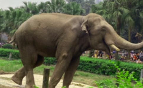 �����Ŵ��󡷽̰�