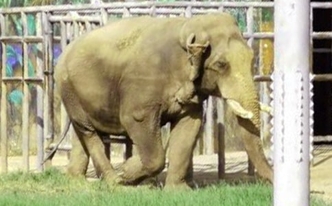 С�����̰�