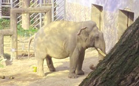 小班健康教案:大象运粮