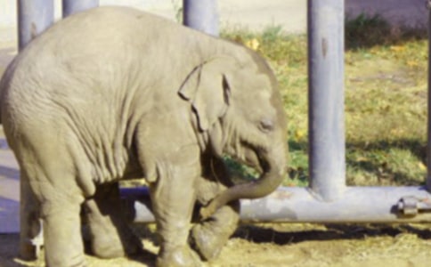 大象的眼泪读后感