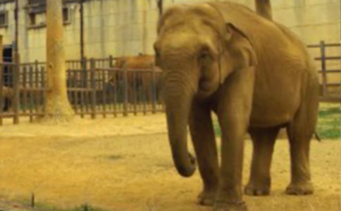 С���ѧ����ĳ����ӽ̰�