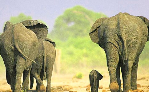 ������Ľ�ӡ�������