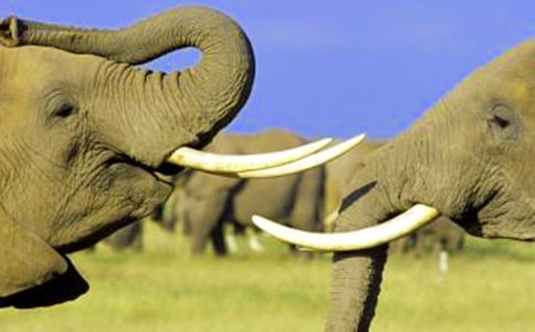 С��̰��������С���ӡ�