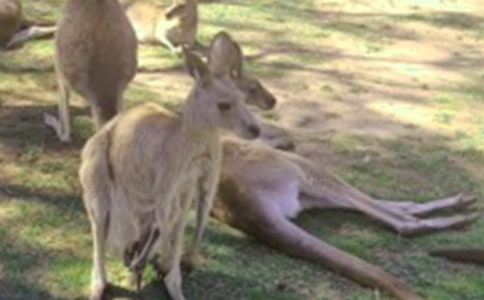 ���������˵����