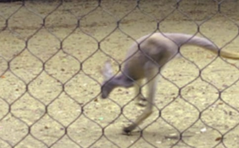 �аౣ��С����̰�