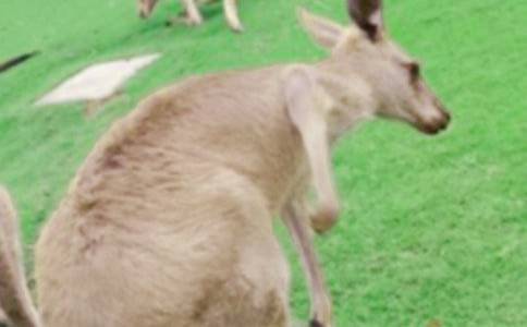 �а��ѧ�����Ĵ���̰�