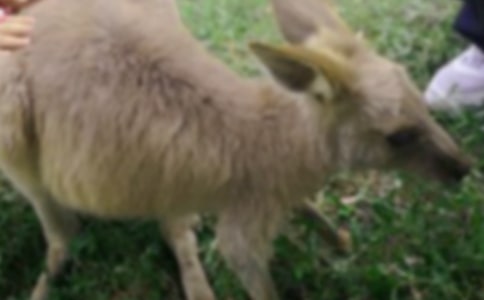 ���������̰�