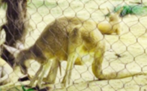 ���������С����̰�