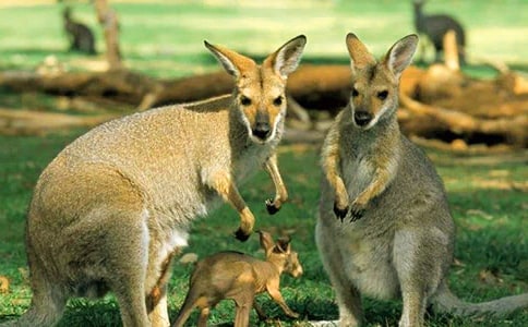 幼儿大班体育教案《小袋鼠购年货》