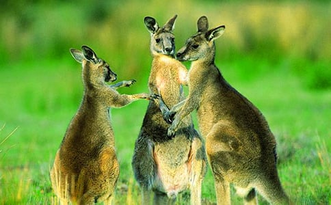 ��������̰�