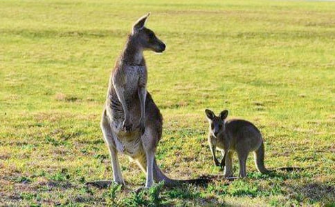 ���������̰����������С�