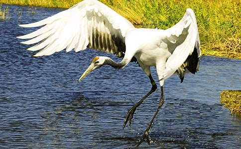 《美丽的丹顶鹤》教案范文