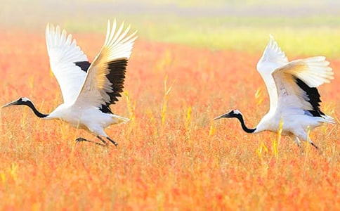 �������ĵ����ס�˵�θ巶�ģ�ͨ��5ƪ��