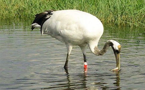 �������ĵ����ס�˵�θ�