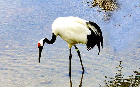 �������ĵ����ס�˵�θ�