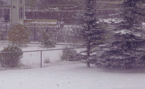 冬日看海人(八年级必修) 教案教学设计