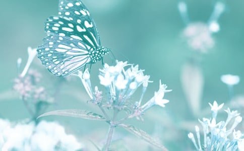 ��ֲ��۲��ռ�