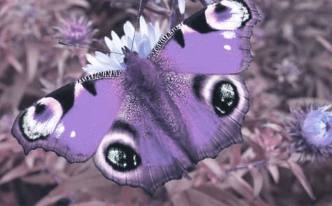 �۲춯ֲ����ռ�300��