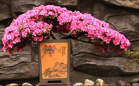 ����ۺ������Ķž黨�̰�