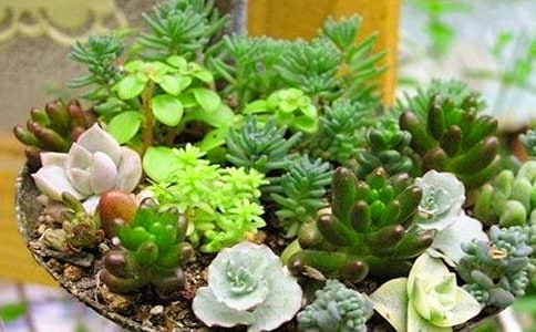 多肉的观察日记