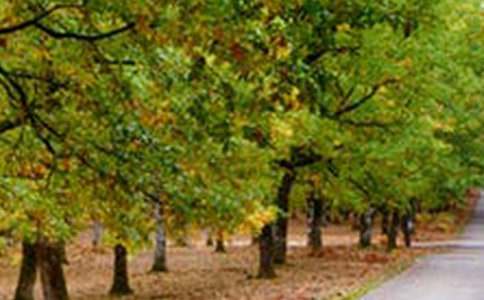 �����Ķ����羰��߶���(��������)