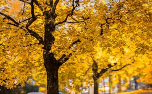 《风景谈》 教案 (人教版高一上册)