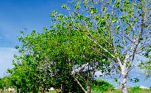 ������羰��(������) ��Ʒ����