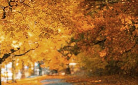 ���յķ羰Сѧ����