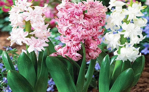 �����ӹ۲��ռ�ʵ��11ƪ