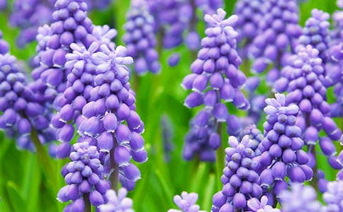 风信子的观察日记