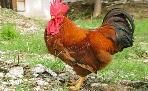 Сѧ�����������Ĵ󹫼����μ�