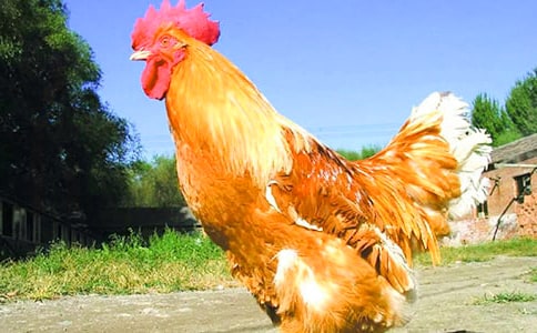 С�ཡ��������Ĵ󹫼��̰�