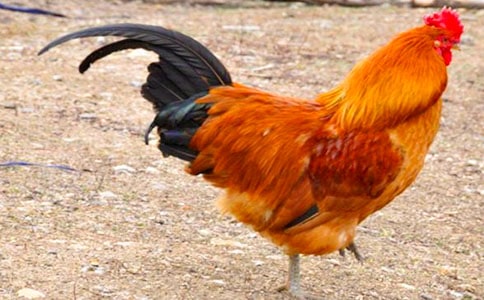 《小公鸡和小鸭子》教案