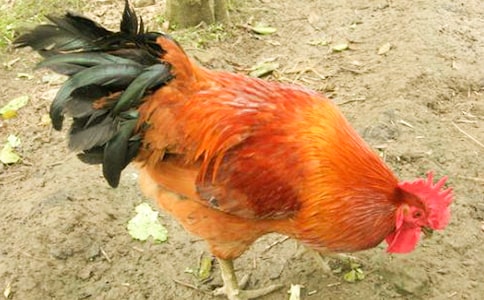 ��С������СѼ�ӡ���ѧ��˼����