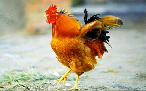 读《骄傲的公鸡》有感