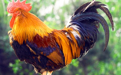 小班教案《大公鸡和漏嘴巴》反思