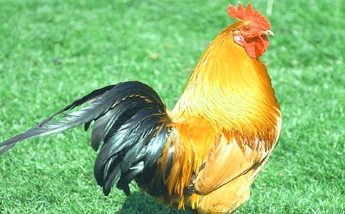 �а����Խ̰���С������СѼ�ӽ̰�����ѧ��˼