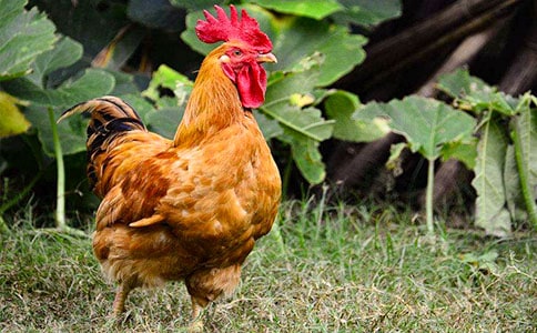 小公鸡和小鸭子教案