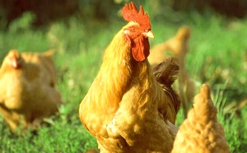 Сѧ���꼶�󹫼�����