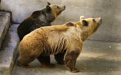 ��ֻ�����̰ܽ�