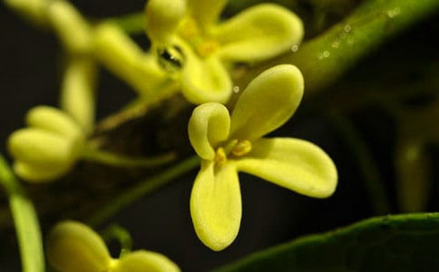 ��Сѧ����(��)