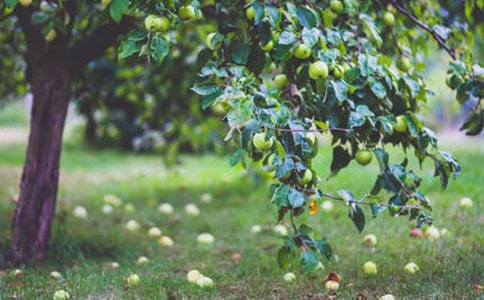 果园转让合同精选15篇