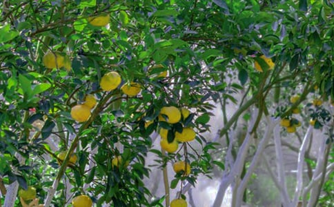 果园转让合同(共15篇)