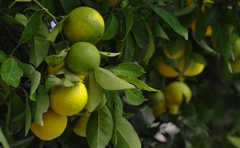 ��԰ת�ú�ͬ