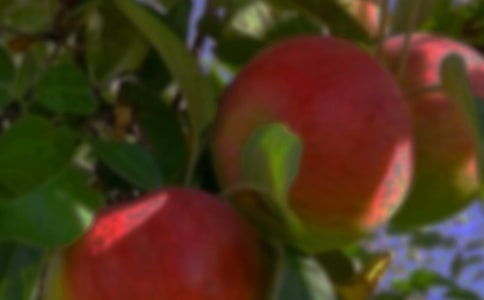 ��԰�����˶����