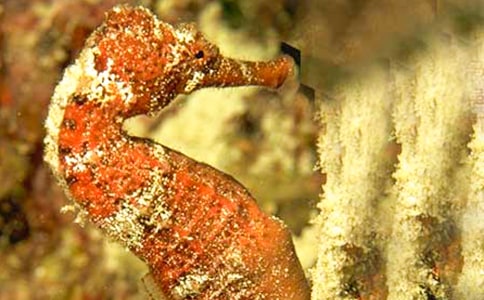 ���������汾�̰�һ�Ƚ�